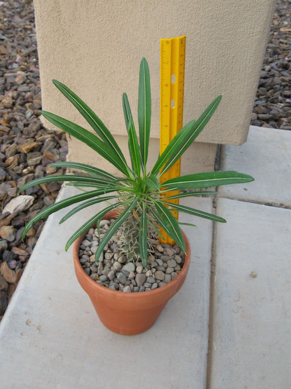 Madagascar Palm First Purchased